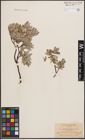 Foto von Salix desertorum Richardson